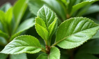 Hojas de té verde frescas