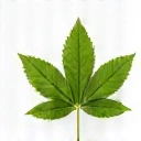 Icono de hoja verde que simboliza la naturaleza y los ingredientes naturales.